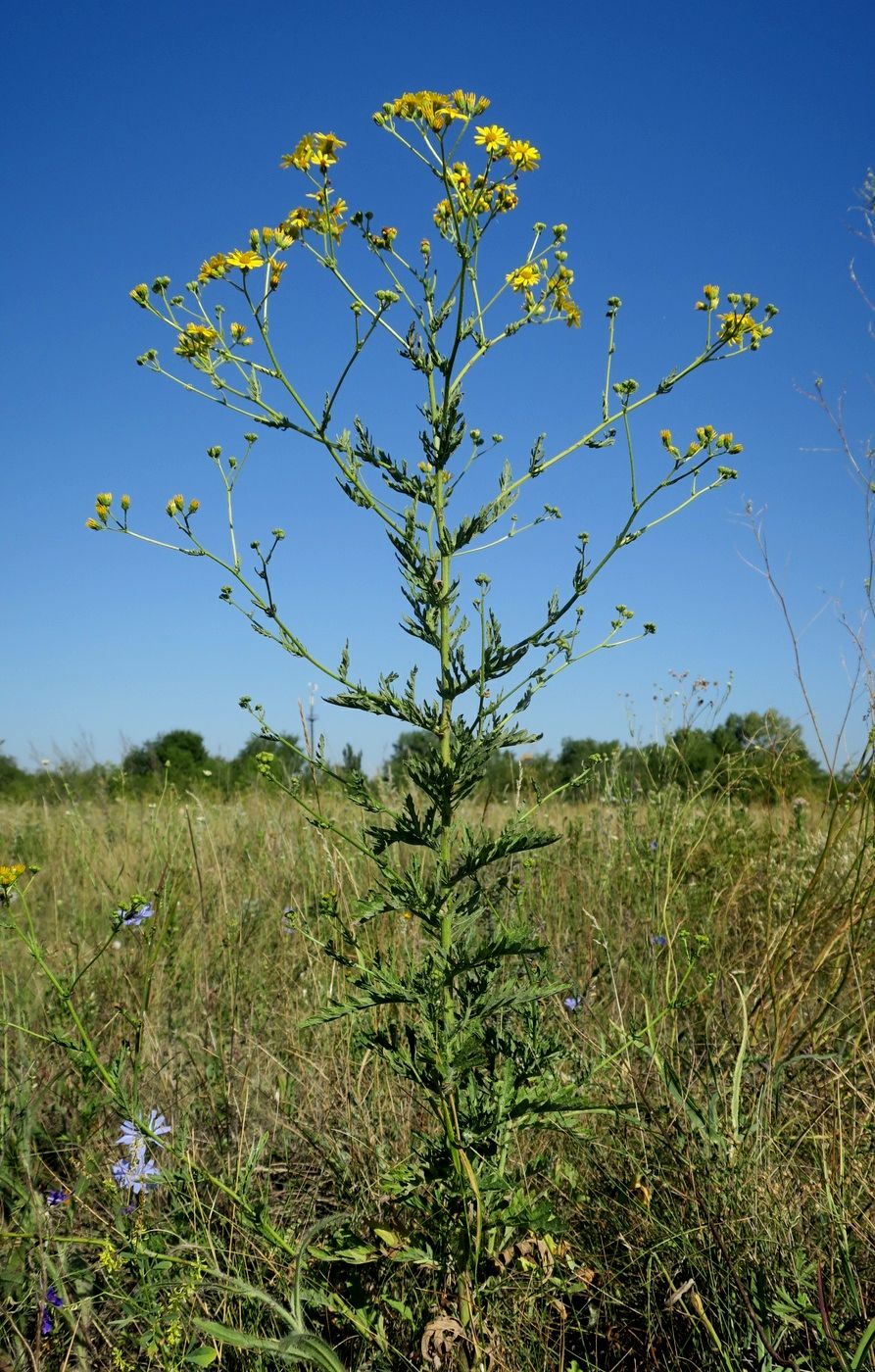 Image of Senecio grandidentatus specimen.