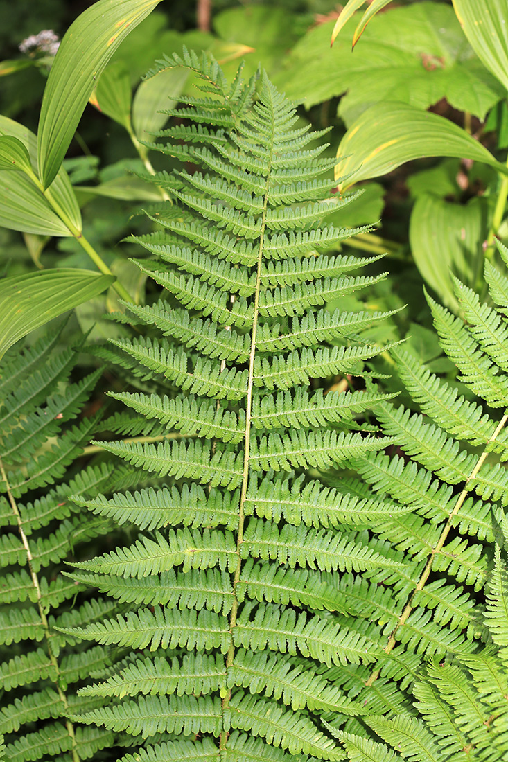 Изображение особи Dryopteris sichotensis.