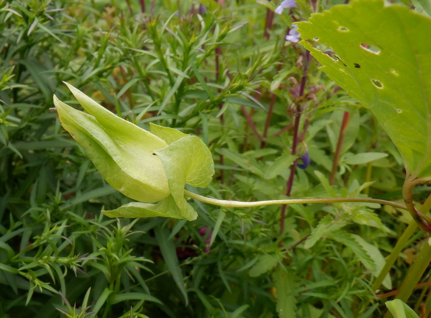 Image of Malope trifida specimen.