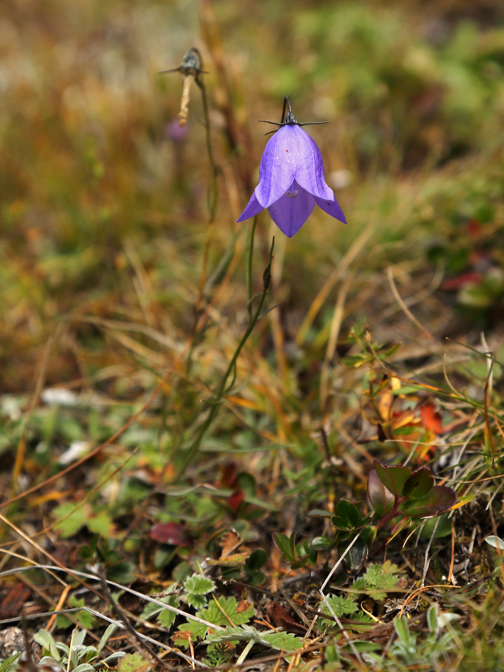 Image of Campanula rotundifolia specimen.