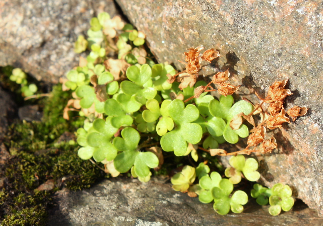 Image of Saxifraga rivularis specimen.