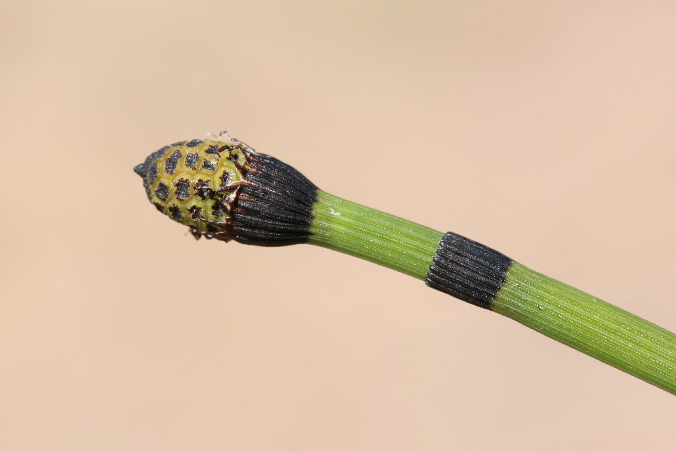 Изображение особи Equisetum hyemale.