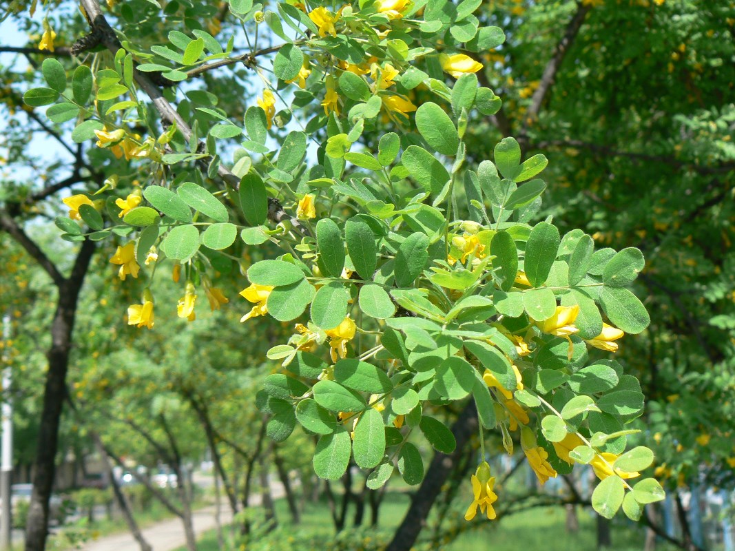 Image of Caragana arborescens specimen.