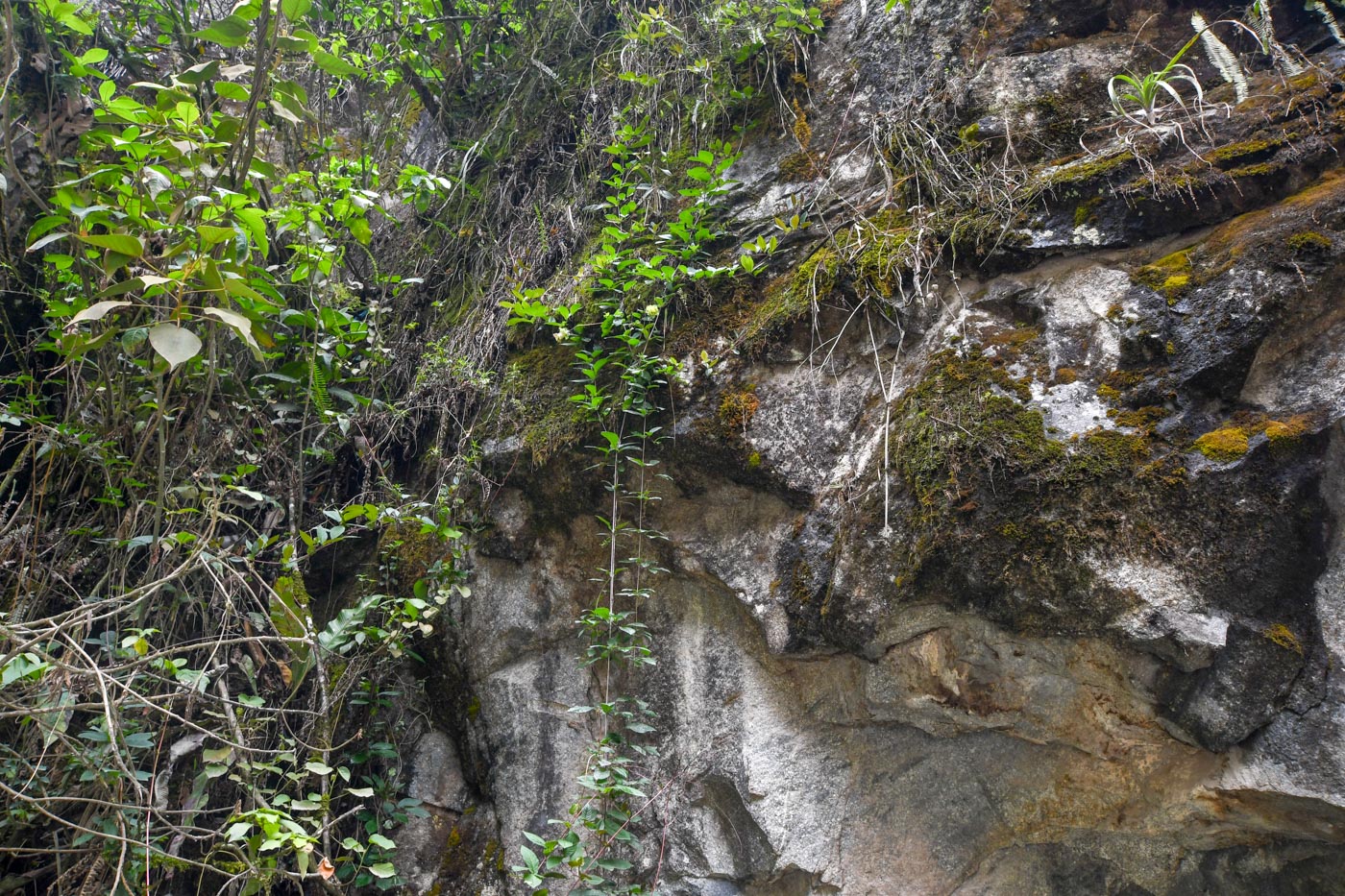 Image of Cobaea scandens specimen.