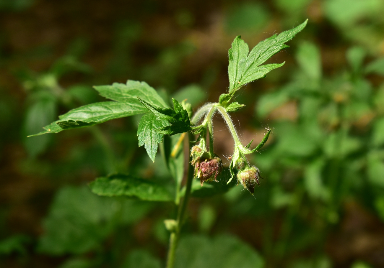 Изображение особи Geum rivale.