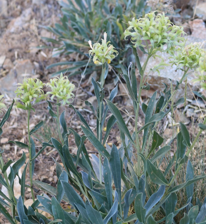 Изображение особи Onosma sericea.