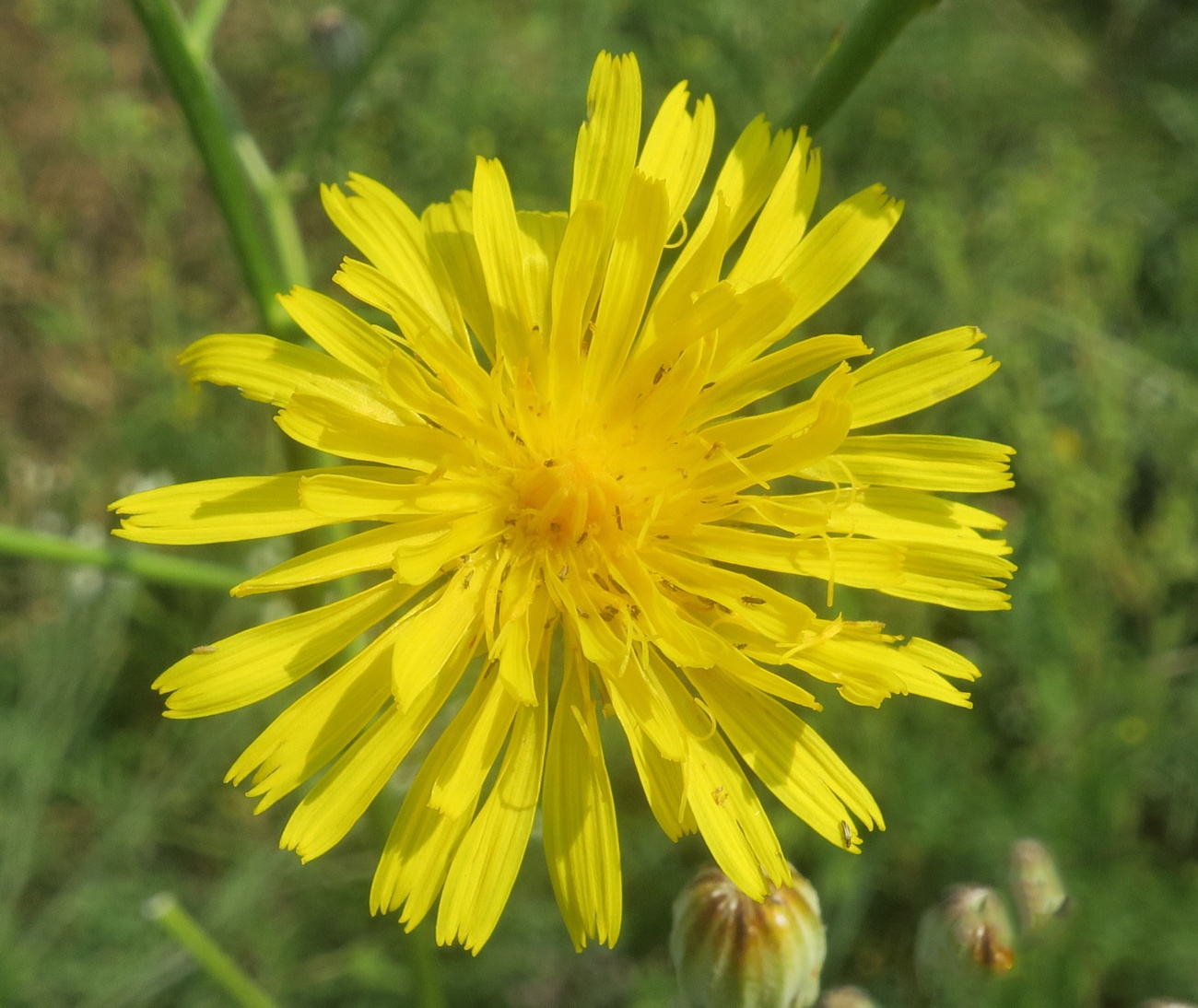 Image of Crepis pannonica specimen.