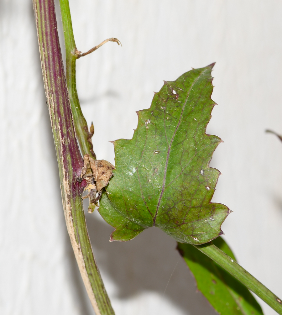 Image of Pseudogynoxys chenopodioides specimen.