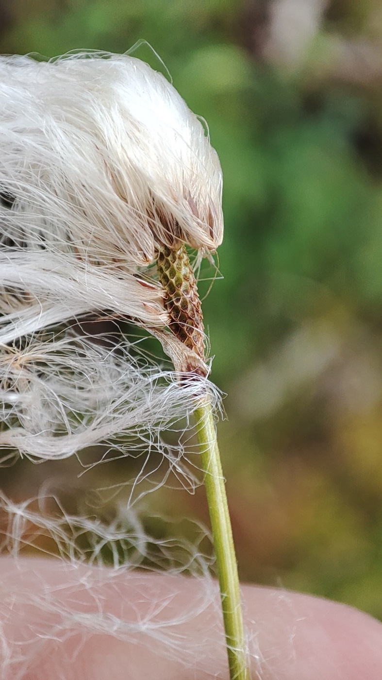 Image of genus Eriophorum specimen.