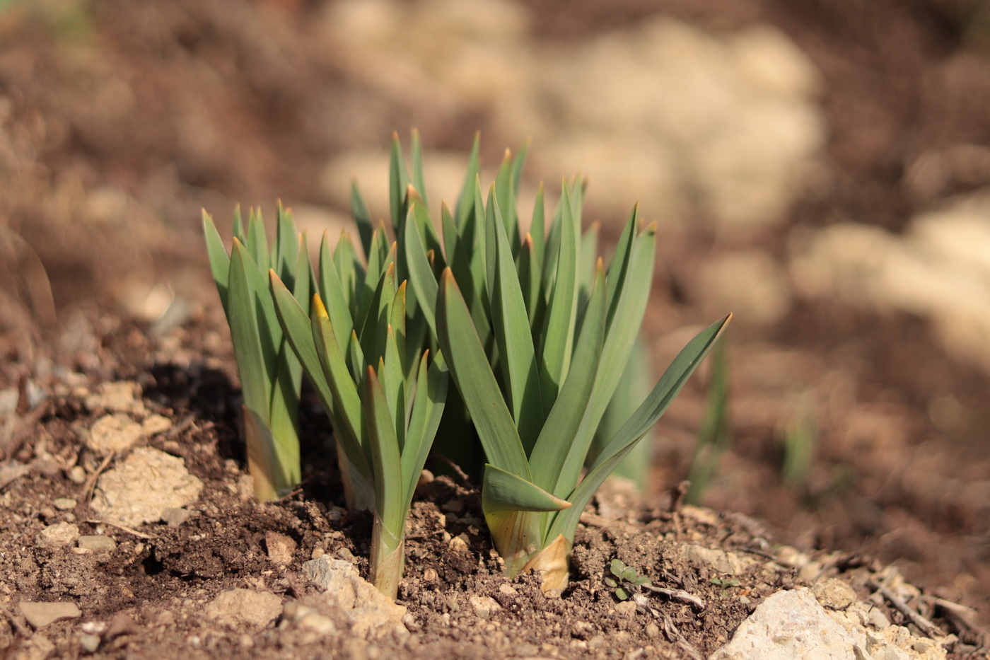 Изображение особи Eremurus jungei.