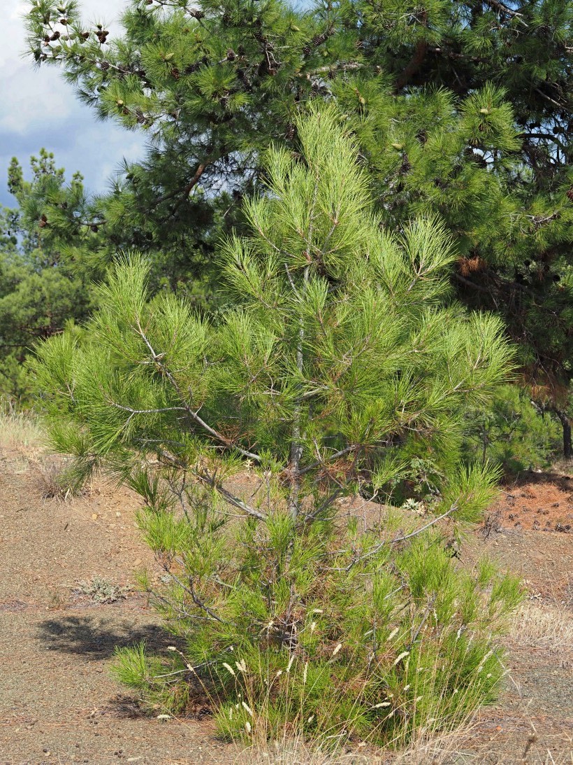 Изображение особи Pinus pityusa.