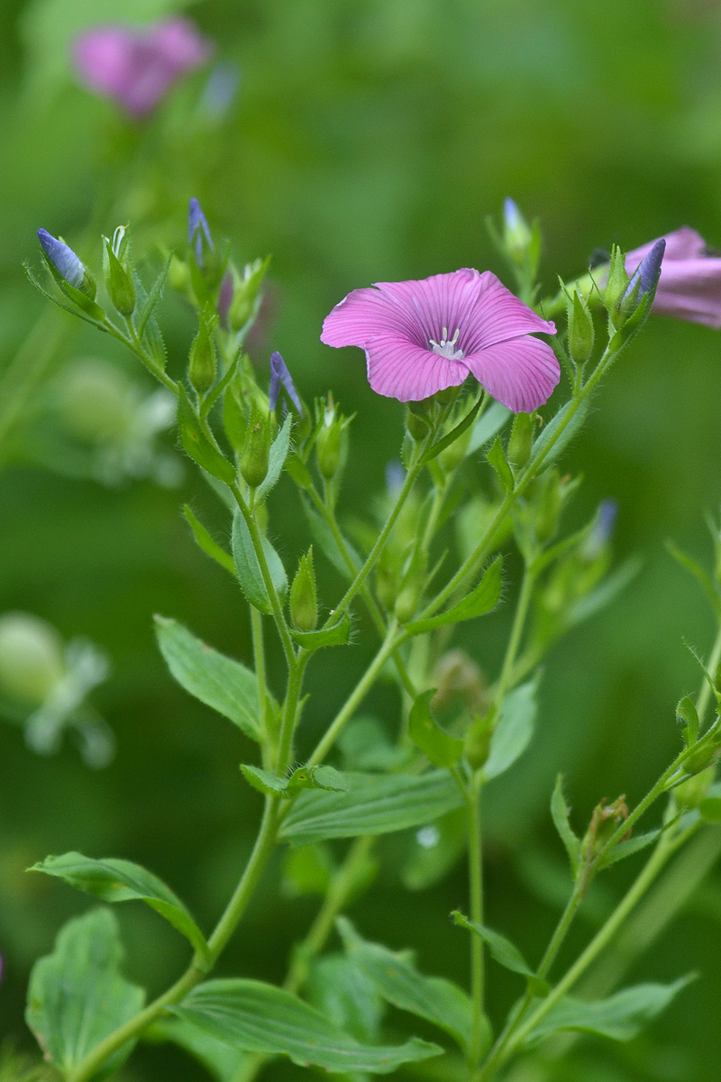 Изображение особи Linum hypericifolium.