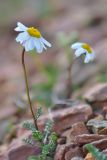 Anthemis iberica. Цветущее растение. Республика Северная Осетия-Алания, Алагирский р-н, Большой Кавказ, ущелье реки Садон, ≈ 3100 м н.у.м., каменистая россыпь. 03.07.2021.