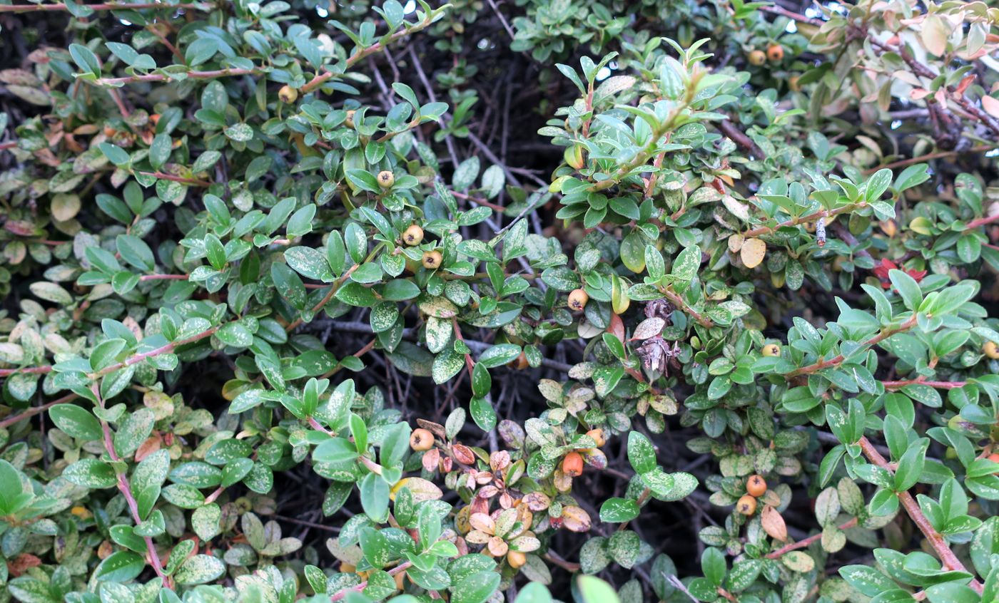 Image of genus Cotoneaster specimen.