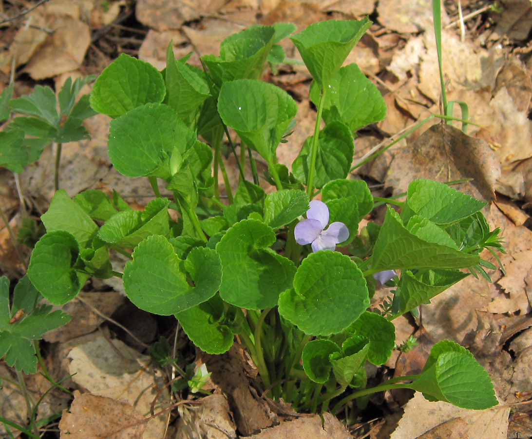 Image of Viola mirabilis specimen.