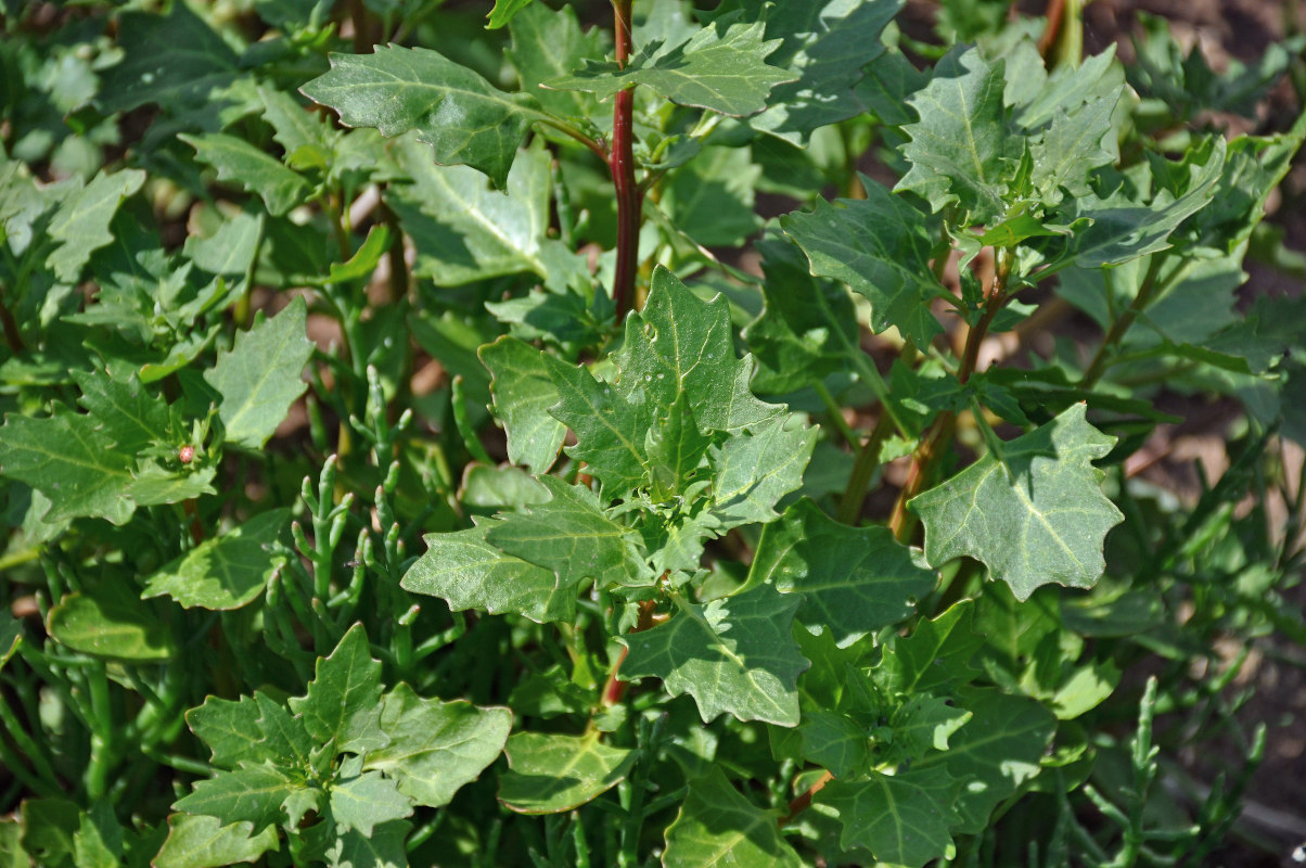 Image of genus Oxybasis specimen.