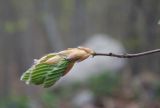 Fagus orientalis. Верхушка побега с разворачивающейся почкой. Северная Осетия, Алагирский р-н, долина р. Цейдон, ок. 1900 м н.у.м., буковый лес. 04.05.2022.