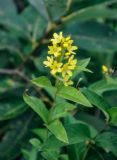 Lysimachia davurica