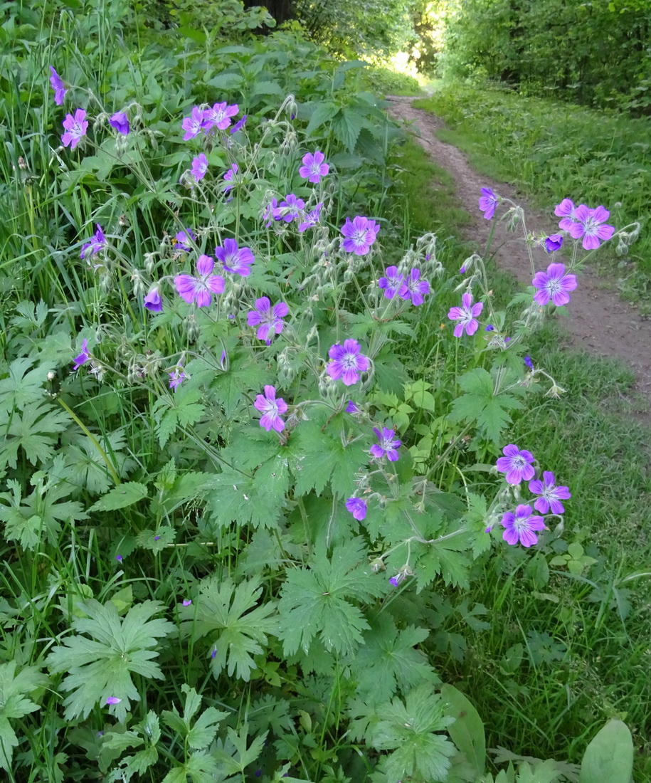 Изображение особи Geranium sylvaticum.