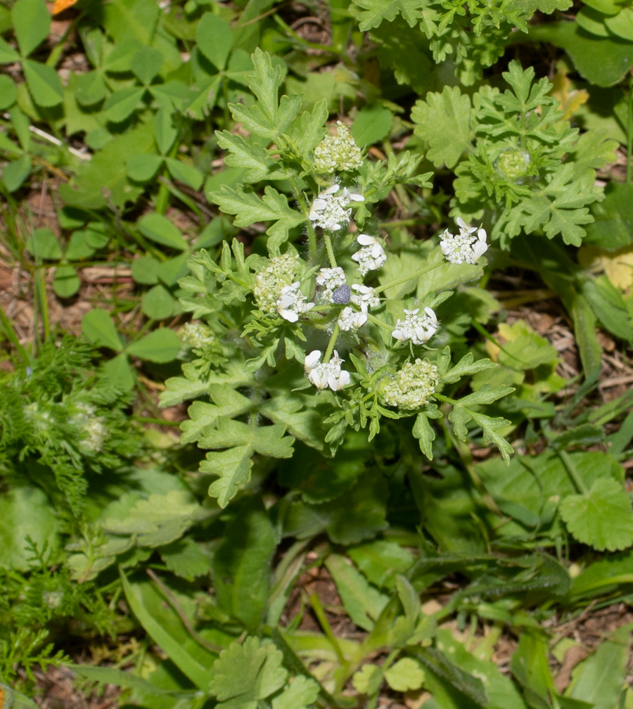 Изображение особи семейство Apiaceae.