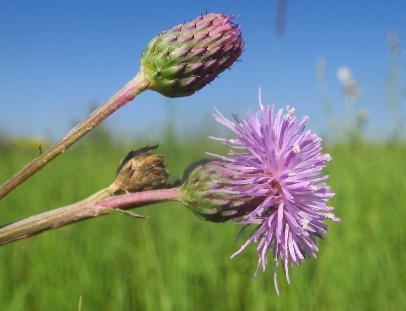 Image of Cirsium setosum specimen.