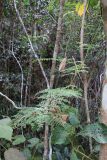 class Polypodiopsida. Вегетирующее растение. Мадагаскар, провинция Туамасина, регион Алаотра-Мангоро, национальный парк \"Андасибе-Мантадия\". 14.10.2016.