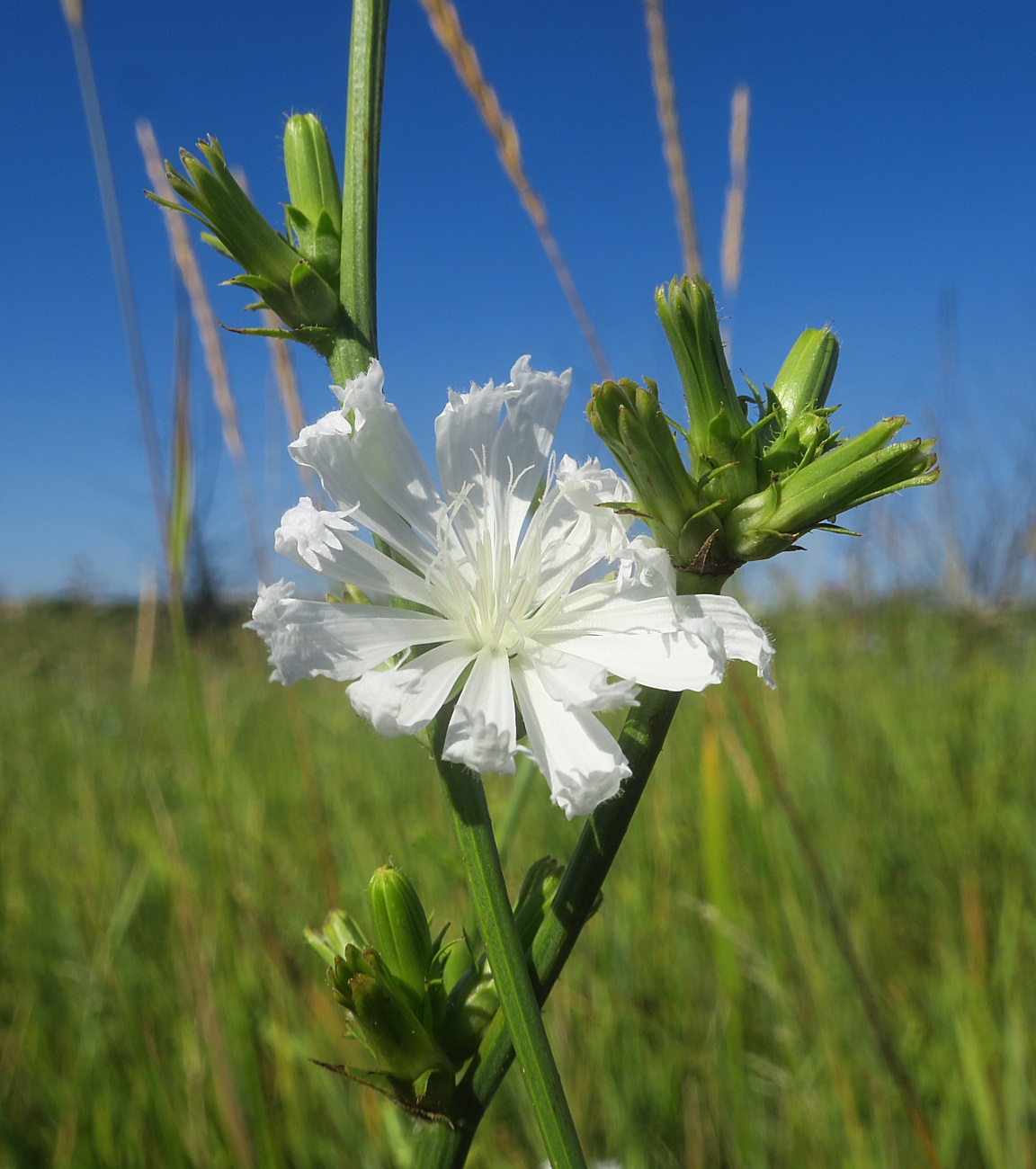 Image of Cichorium intybus specimen.