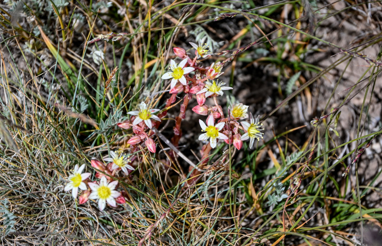 Image of Rosularia tadzhikistana specimen.