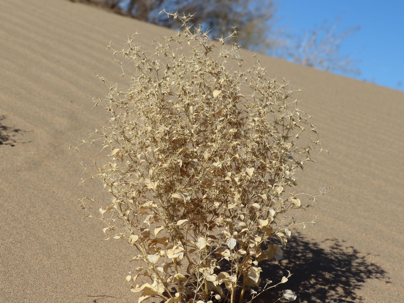 Изображение особи Agriophyllum latifolium.