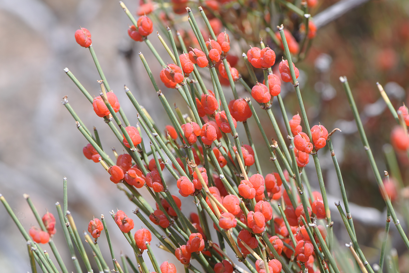 Image of Ephedra equisetina specimen.