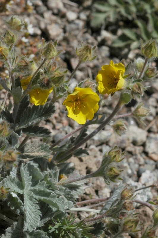 Image of Potentilla nivea specimen.