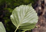 Sorbus alnifolia