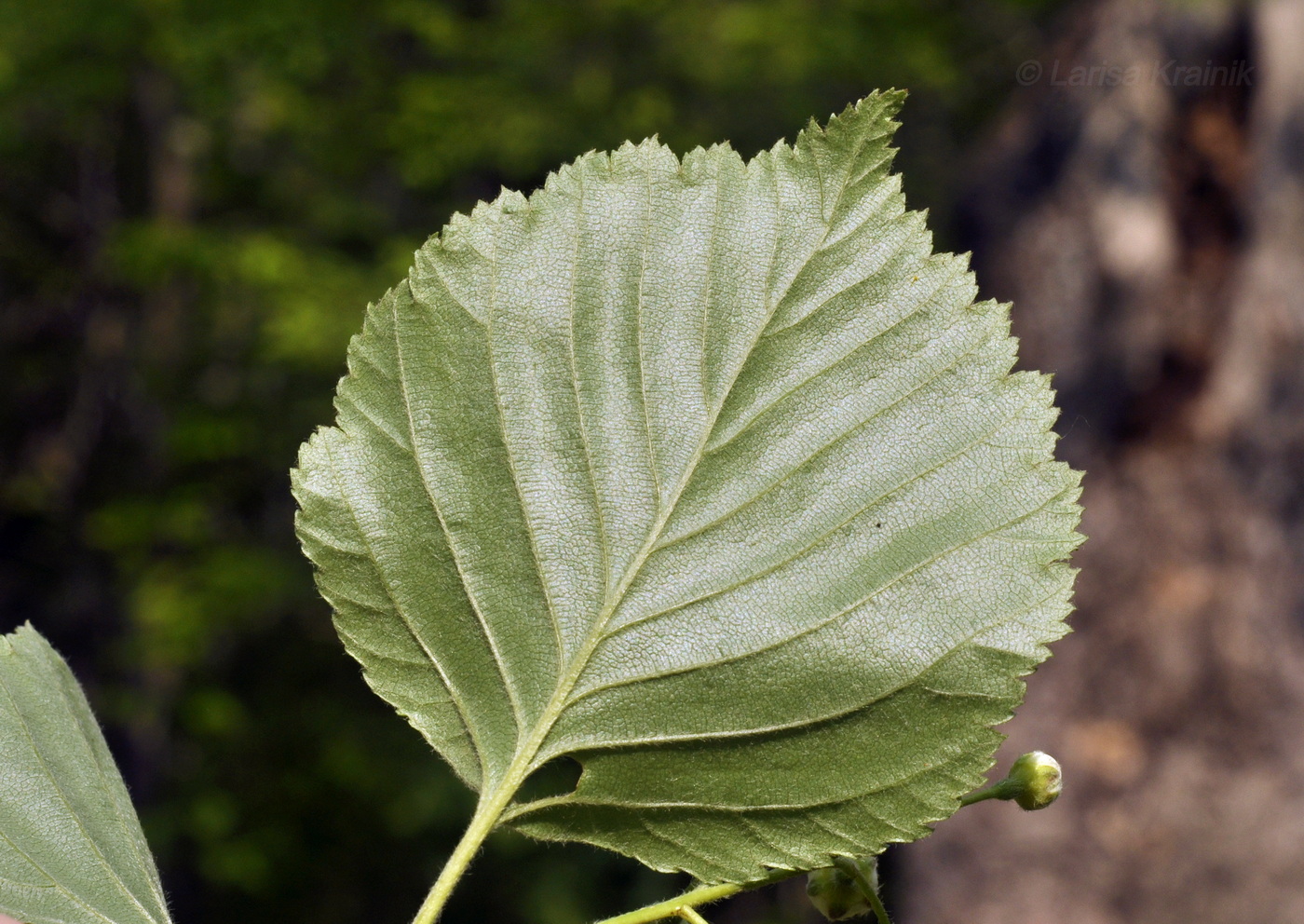 Image of Sorbus alnifolia specimen.