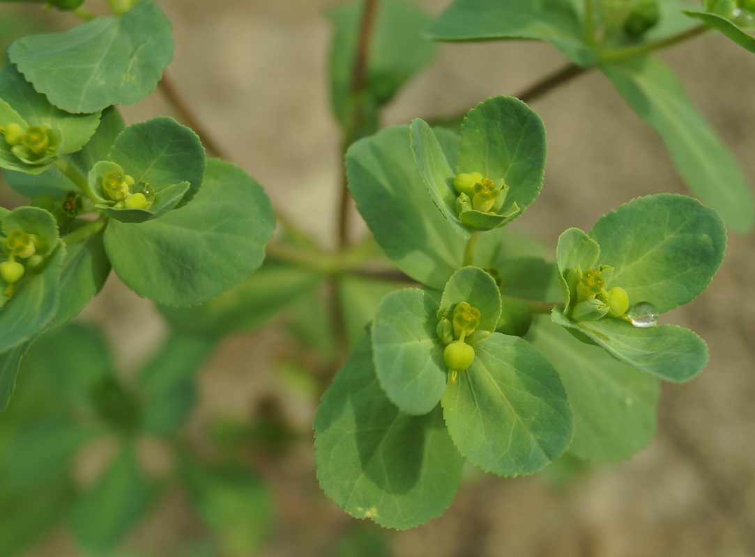 Image of Euphorbia amygdaloides specimen.