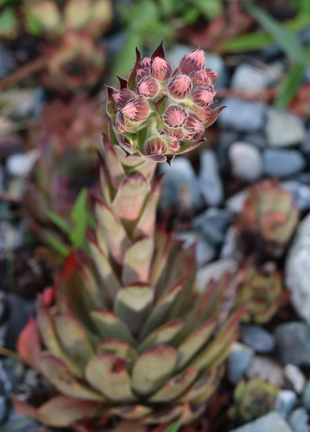 Image of Sempervivum tectorum specimen.