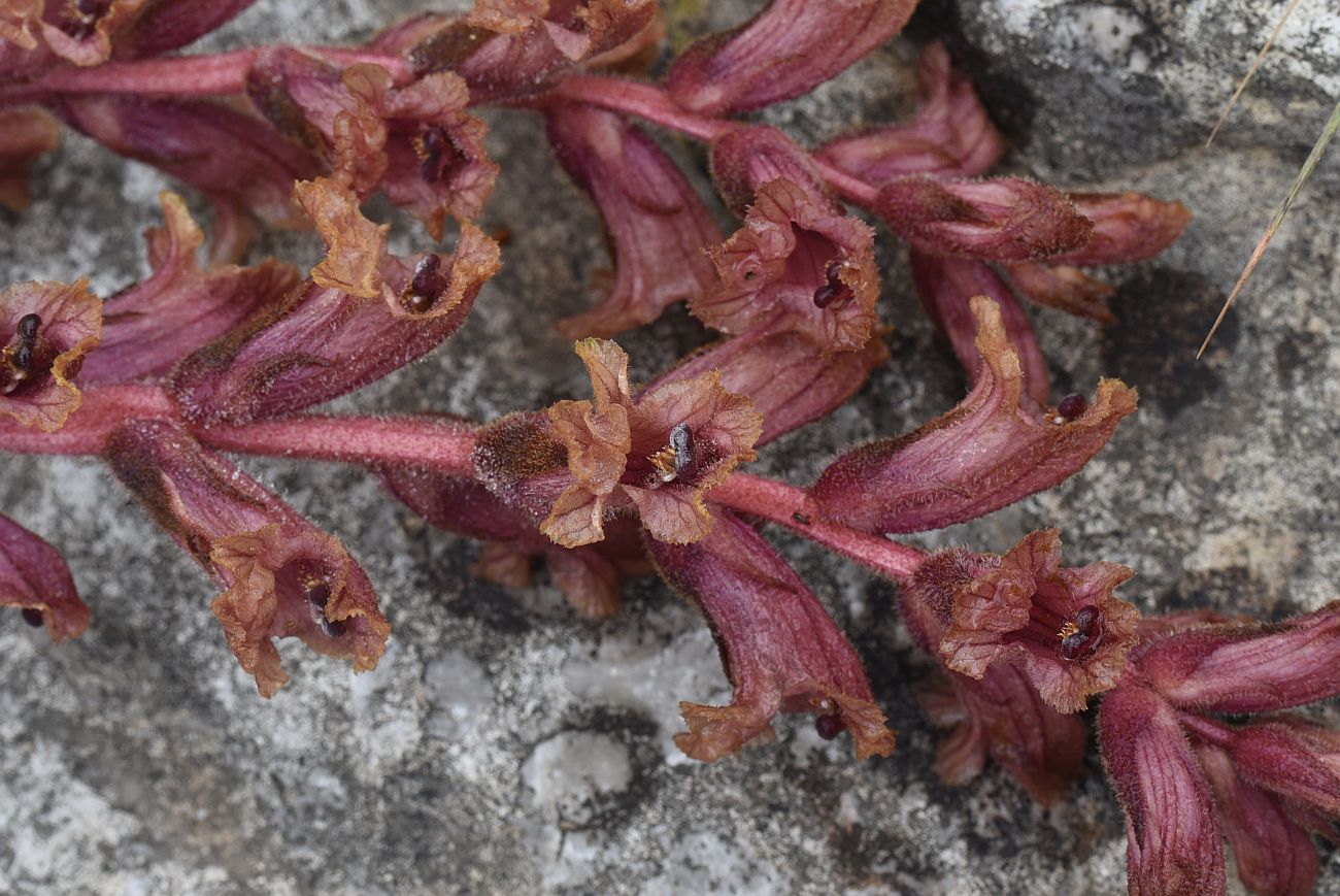 Изображение особи Orobanche campanulae.