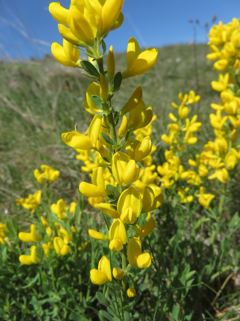 Изображение особи Corothamnus procumbens.