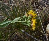 Inula aspera. Верхушка сорванного цветущего растения (видна абаксильная поверхность листьев). Кабардино-Балкария, долина р. Баксан, между памятником первовосходителям на Эльбрус и водопадом на р. Курмычи, высота 1600 м н.у.м., луг. 24 июля 2022 г.