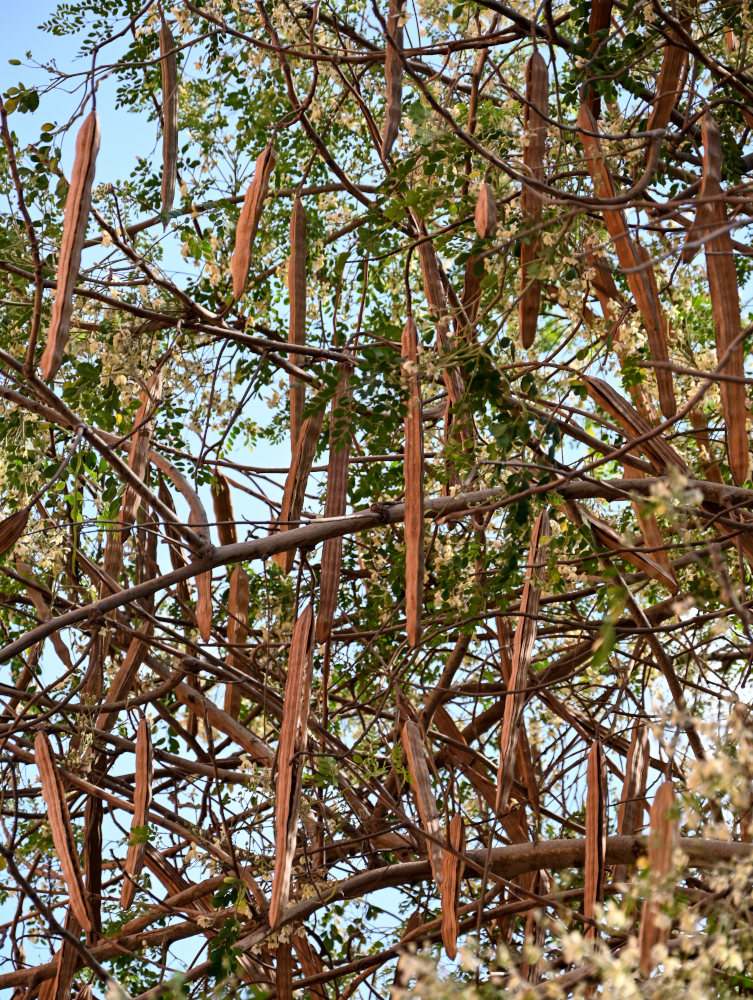 Image of Moringa oleifera specimen.