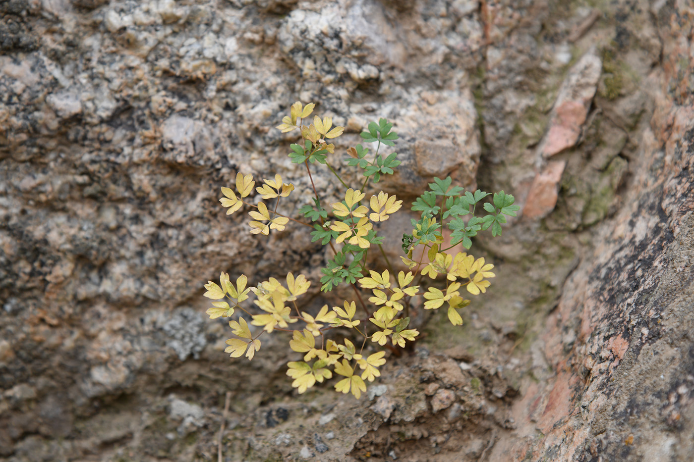 Image of Thalictrum isopyroides specimen.