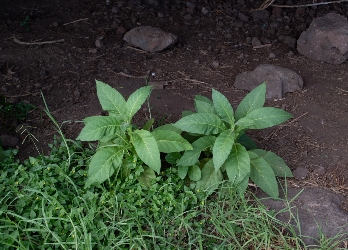 Image of Nicotiana tabacum specimen.