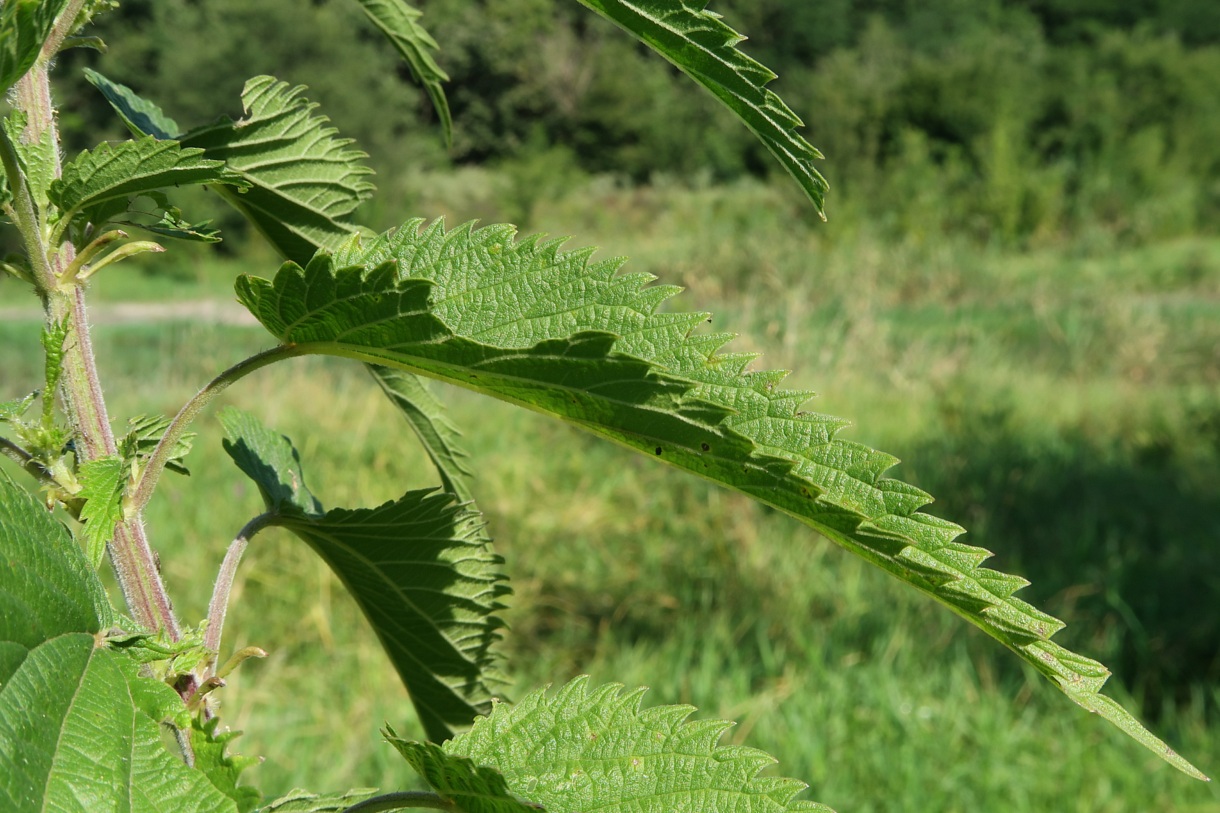 Image of Urtica galeopsifolia specimen.