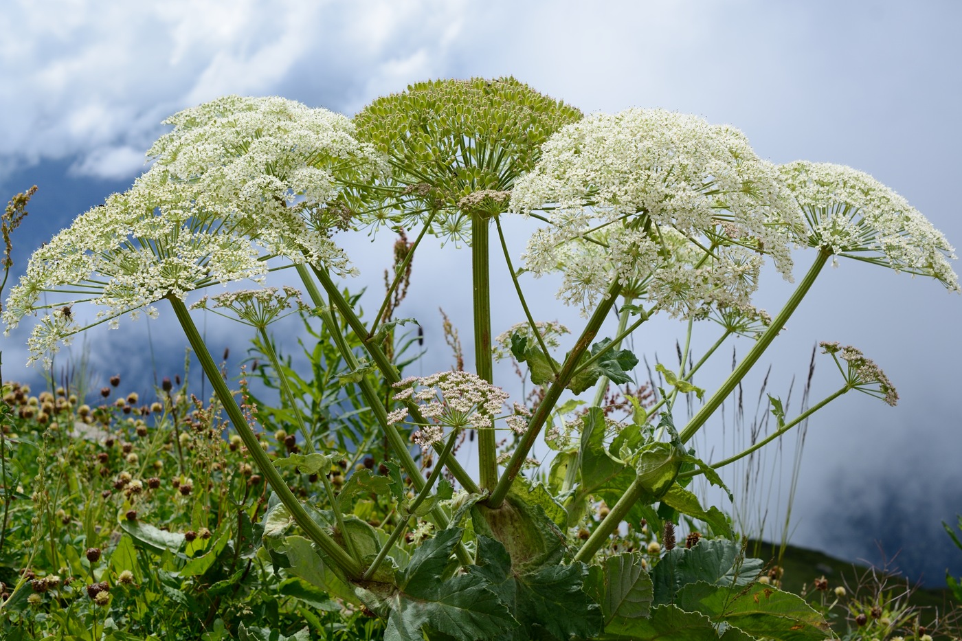 Изображение особи Heracleum leskovii.