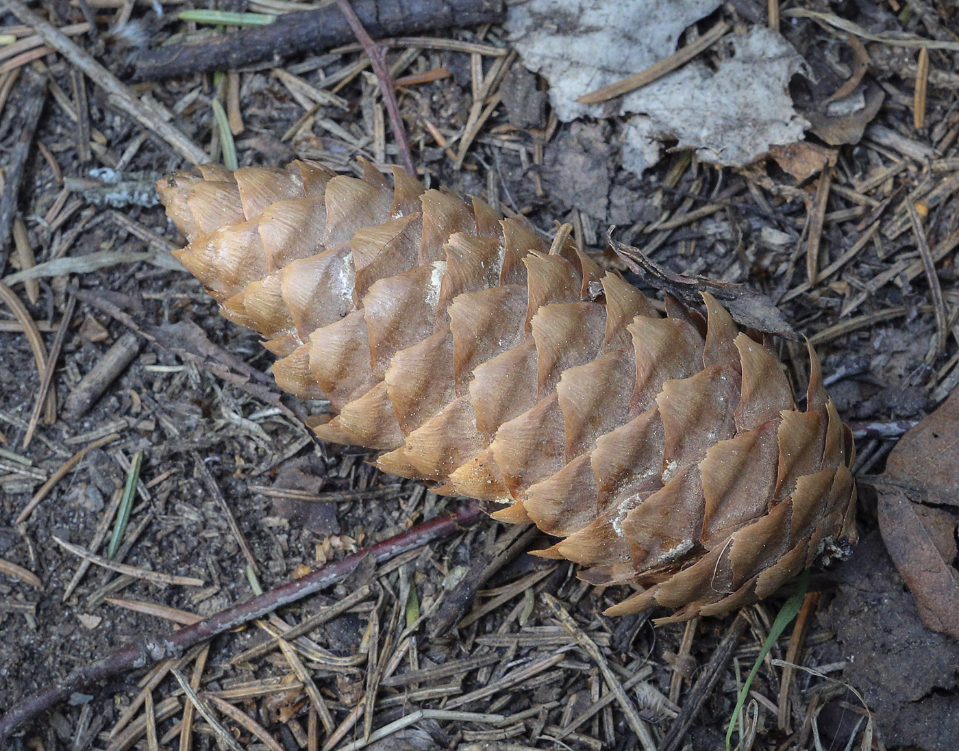 Image of Picea &times; fennica specimen.