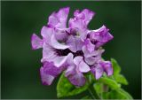 Petunia × atkinsiana