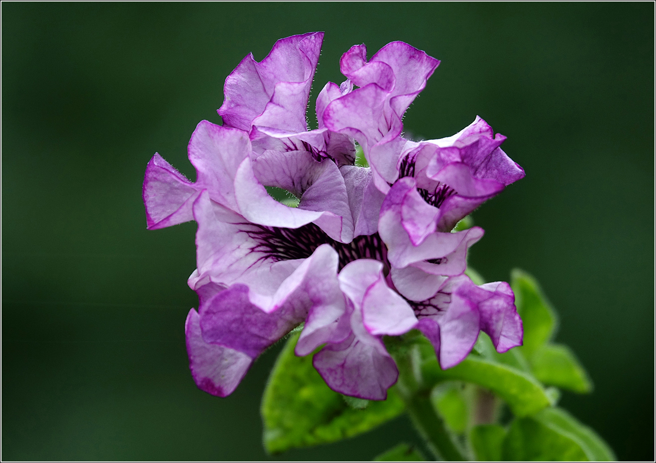 Image of Petunia × atkinsiana specimen.