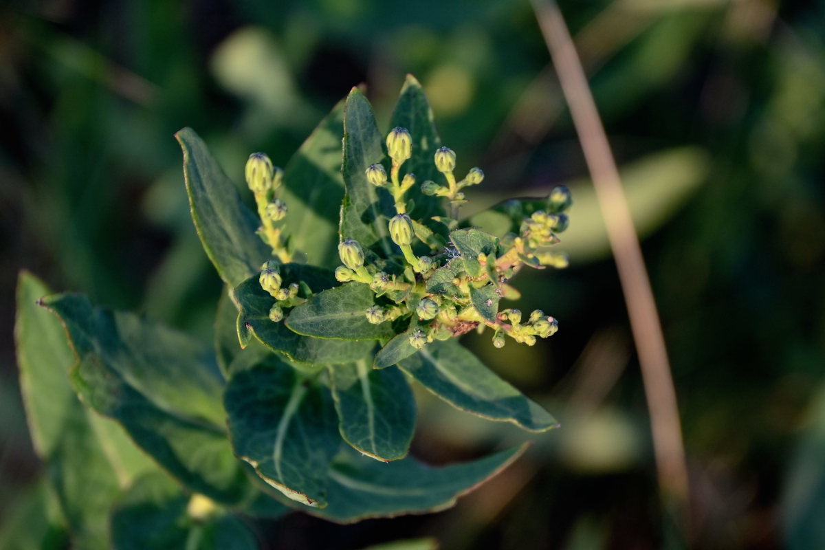 Image of Hieracium virosum specimen.