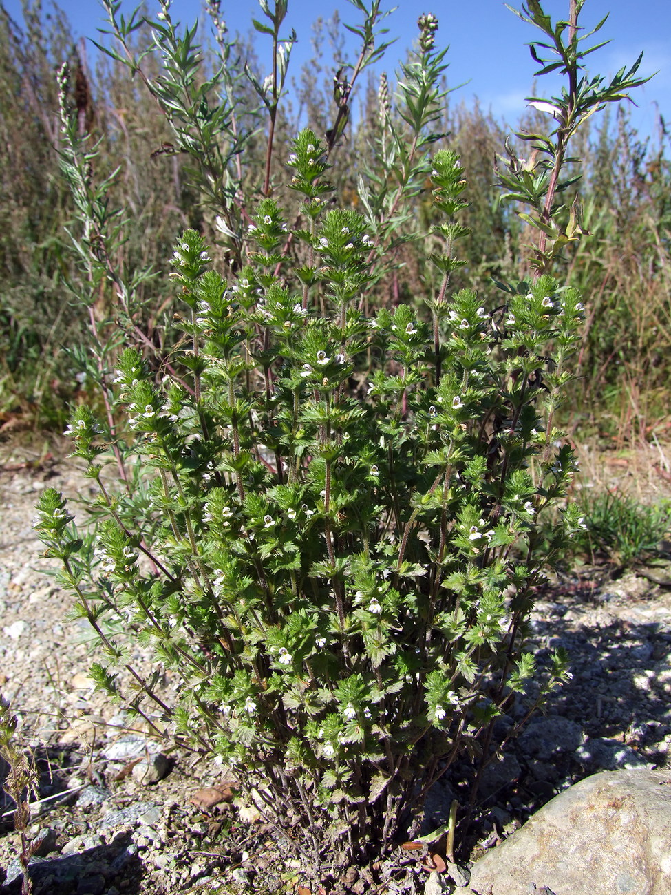 Image of Euphrasia hirtella specimen.