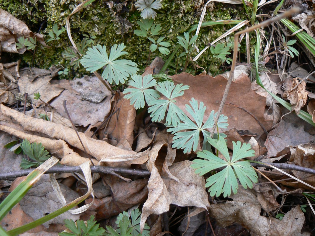 Изображение особи Eranthis stellata.