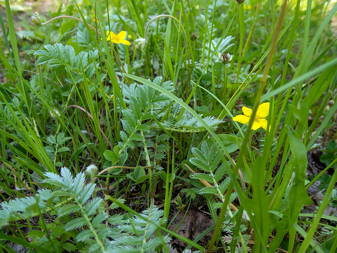 Изображение особи Potentilla anserina.